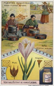 Saffron: Harvesting and Roasting of Crocus Stigmas by European School